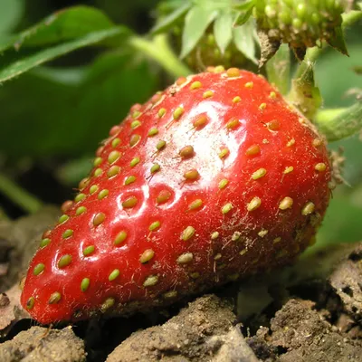 Zrób sobie krem Peeling z nasion truskawek