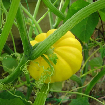 Zrób sobie krem Olej z pestek dyni organiczny