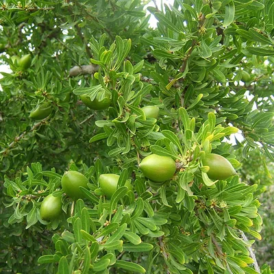 Zrób sobie krem Olej arganowy organiczny