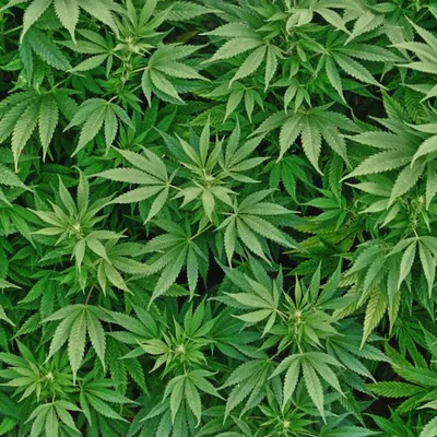 Zrób sobie krem Olej konopny organiczny