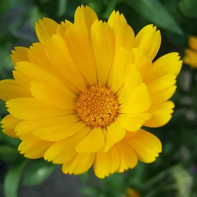 Naturalissa (Naturalis) Hydrolat nagietkowy