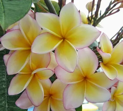 Biochemia Urody Olej monoi - frangipani ekologiczny