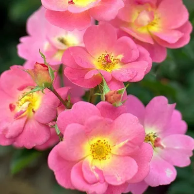 Naturalissa (Naturalis) Ekologiczny olej nierafinowany z róży piżmowej Rosa Mosqueta z Chile