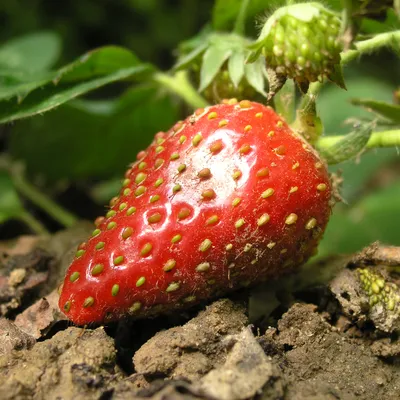 Zrób sobie krem Olej z nasion truskawki naturalny