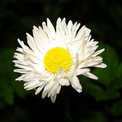 Biochemia Urody Hydrolat rumiankowy