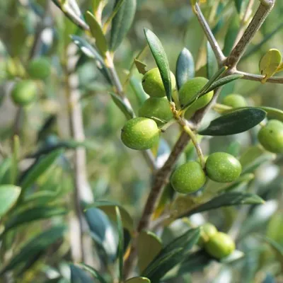 Biochemia Urody Hydrolat z drzewa oliwkowego