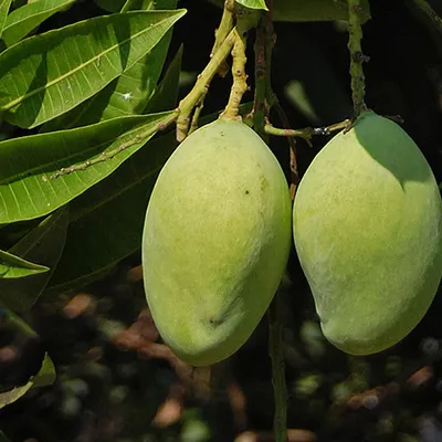 Biochemia Urody Masło mango