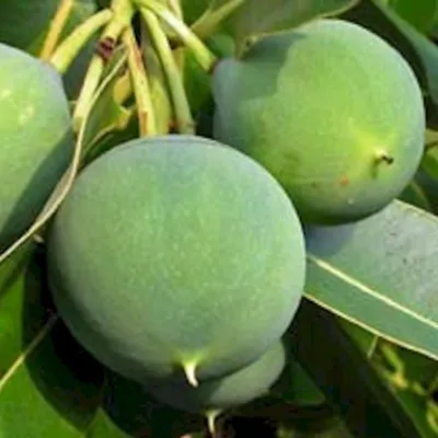 Zrób sobie krem Olej tamanu naturalny
