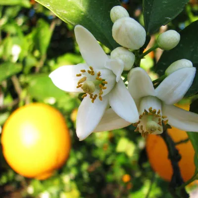 Biochemia Urody Hydrolat z kwiatu pomarańczy (neroli)