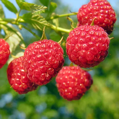 Biochemia Urody Olej z pestek malin Rubus Idaeus 100%