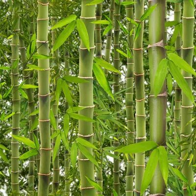 Puder bambusowy 100%