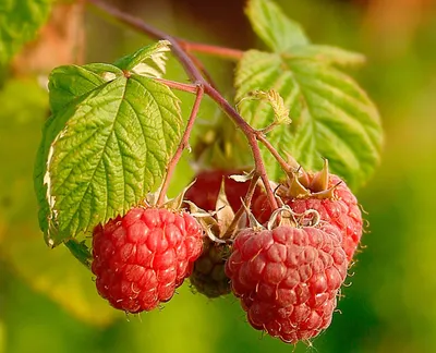 Naturalissa (Naturalis) Olej z nasion maliny Rubus Idaeus 100%, surowy, niefiltrowany