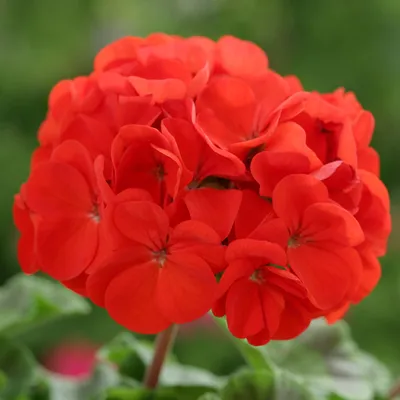 Biochemia Urody Hydrolat geraniowy