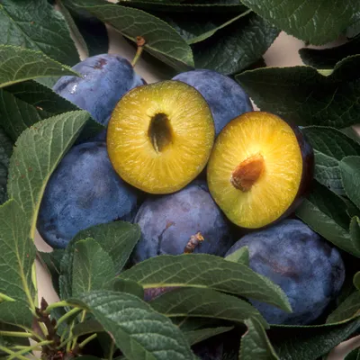 Zrób sobie krem Naturalny olej z pestek śliwki