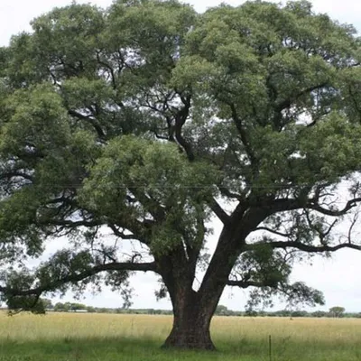 Biochemia Urody Olej marula
