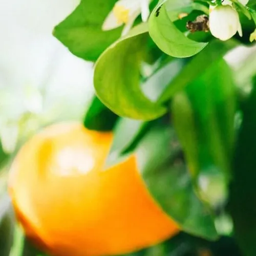 Manufaktura Natura Hydrolat pomarańczy Organic - 2