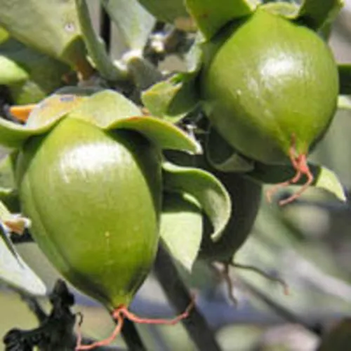 Biochemia Urody Masło jojoba