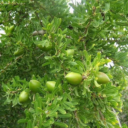 Zrób sobie krem Olej arganowy organiczny