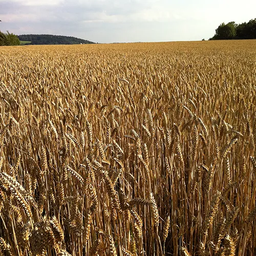 Zrób sobie krem Olej z kiełków pszenicy naturalny