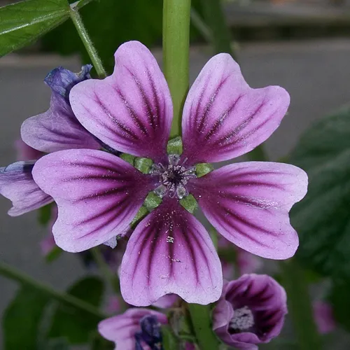 Naturalissa (Naturalis) Hydrolat  z dzikiej malwy
