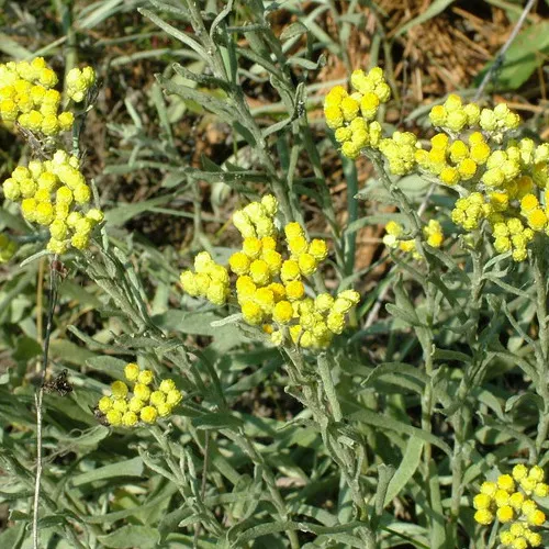 Biochemia Urody Olej (macerat) z kocanki 100%