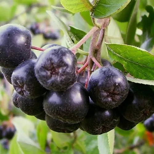 Zrób sobie krem Peeling z nasion czarnej porzeczki