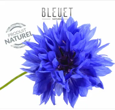 Bleuet Naturel
