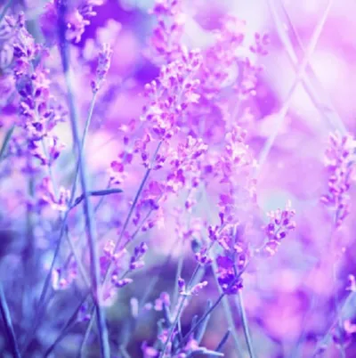 Beautyever Hydrolat lawendowy